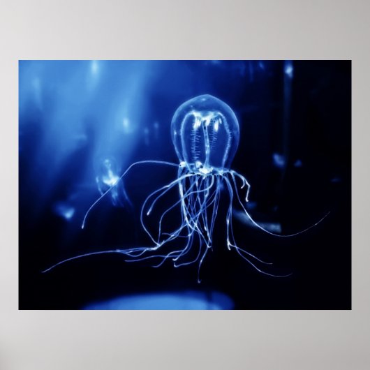 Pacific Fluorescent Jellyfish Poster (Vorne)