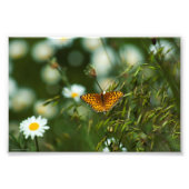Pacific Fritillary Butterfly Fotodruck (Vorne)