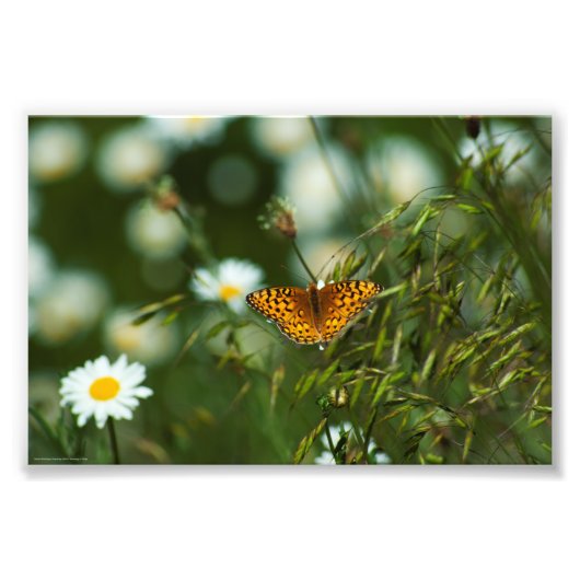 Pacific Fritillary Butterfly Fotodruck (Vorne)