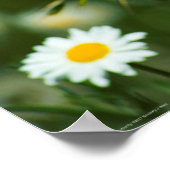 Pacific Fritillary Butterfly Poster (Ecke)
