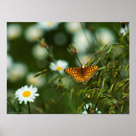 Pacific Fritillary Butterfly Poster (Vorne)