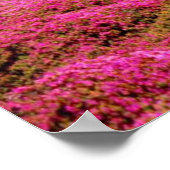 Pacific Grove-Monterey Calif Poster (Ecke)