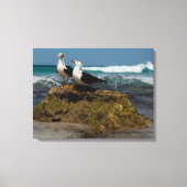 Pacific Gull Bird Beach Ocean Landscape Australien Leinwanddruck (Vorderseite)