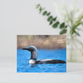 Pacific Loon Postkarte (Stehend Vorderseite)