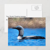 Pacific Loon Postkarte (Vorne/Hinten)