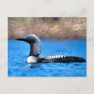 Pacific Loon Postkarte