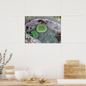 Pacific Northwest Tidepool with Green Anenomes Poster (Küche)