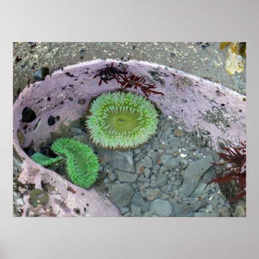 Pacific Northwest Tidepool with Green Anenomes Poster (Vorne)