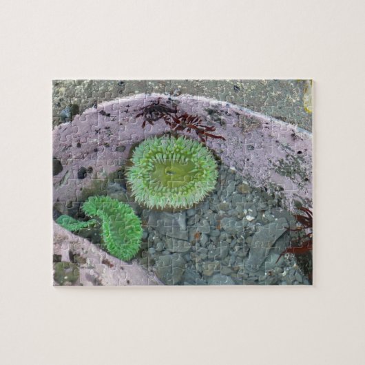 Pacific Northwest Tidepool with Green Anenomes Puzzle (Horizontal)