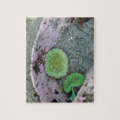 Pacific Northwest Tidepool with Green Anenomes Puzzle (Vertikal)