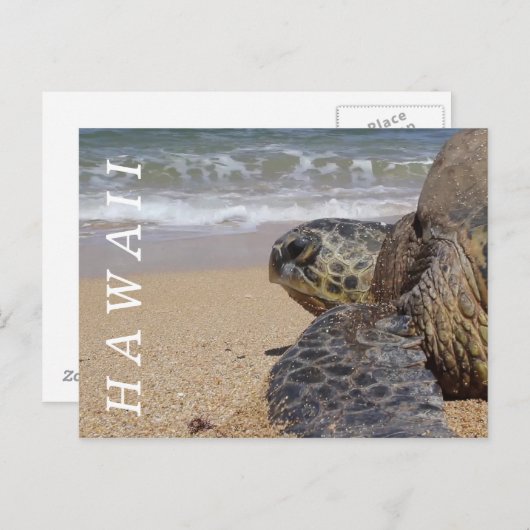 Pacific Ocean Beach Turtle Hawaii Postkarte (Vorne/Hinten)