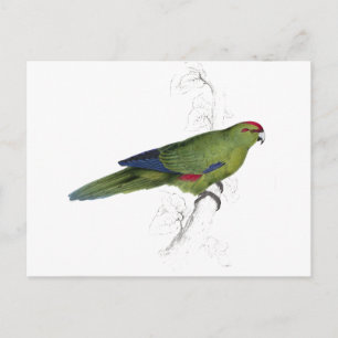 Pacific Parrakeet von Edward Lear Postkarte