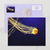 Pacific Sea Nettle Postkarte (Vorne/Hinten)