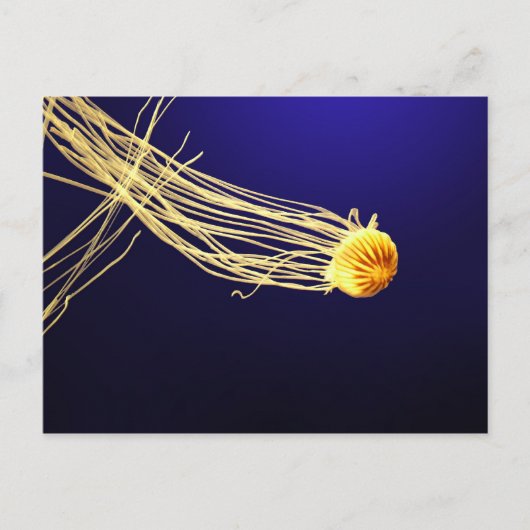 Pacific Sea Nettle Postkarte (Vorderseite)