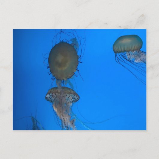 Pacific Sea Nettles Postcard Postkarte (Vorderseite)