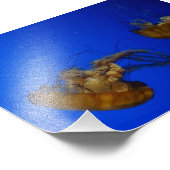 Pacific Sea Netty Quellyfish Foto Print (Ecke)