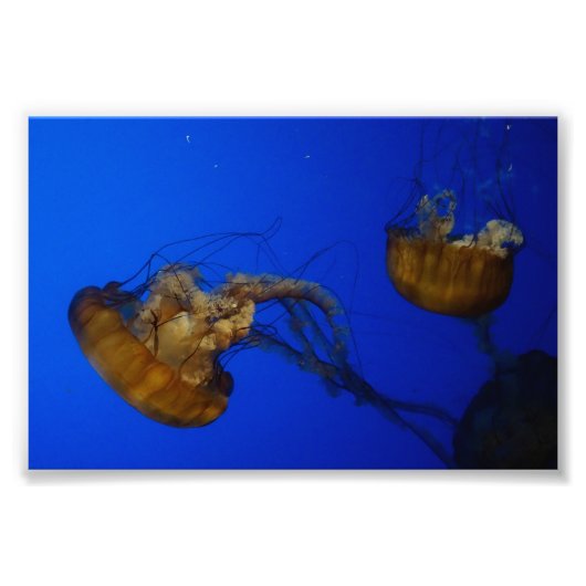 Pacific Sea Netty Quellyfish Foto Print (Vorne)