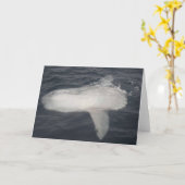 Pacific Sunfish (Mola mola) Karte (Gelbe Blume)