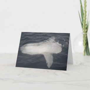 Pacific Sunfish (Mola mola) Karte
