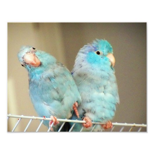 Pacifif Parrotlets Love Bird Companies Foto Art (Vorne)