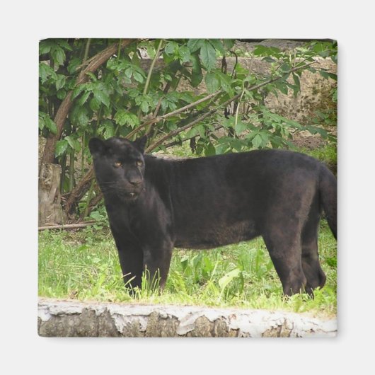 Pacing Panther Magnet (Vorne)