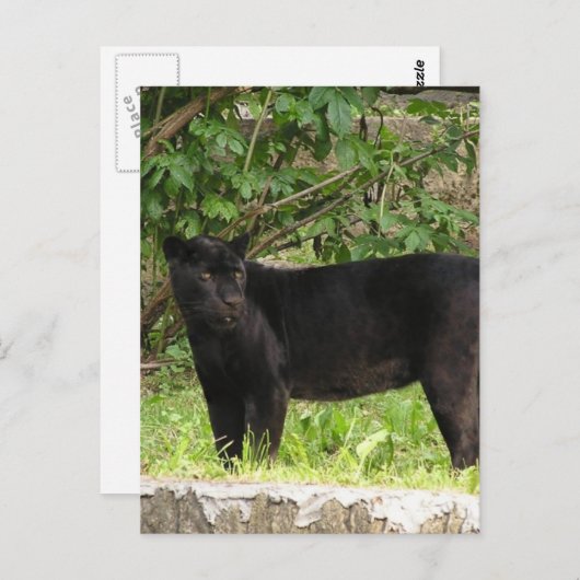 Pacing Panther Postcard Postkarte (Vorne/Hinten)