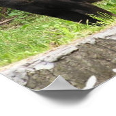 Pacing Panther Poster (Ecke)