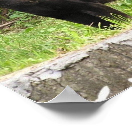 Pacing Panther Poster (Ecke)