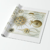 Packpapier Ernst Haeckels Phaeodaria (Ungerollt)