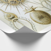 Packpapier Ernst Haeckels Phaeodaria (Ecke)