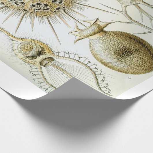 Packpapier Ernst Haeckels Phaeodaria (Ecke)