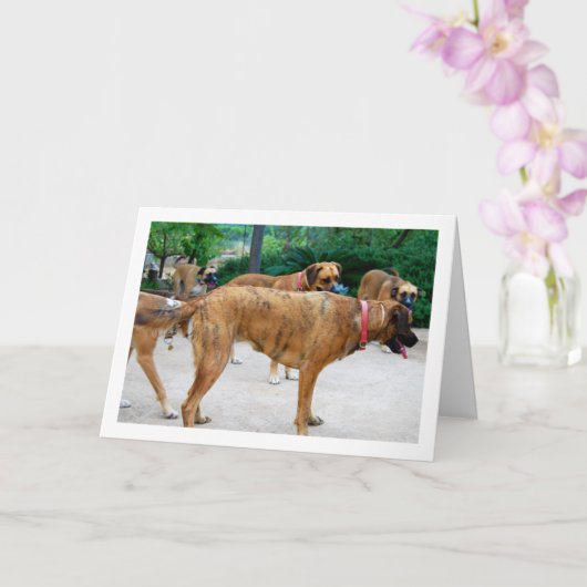 Packung Hunde Karte (Orchidee)