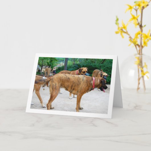 Packung Hunde Karte (Gelbe Blume)