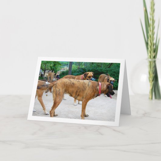 Packung Hunde Karte (Vorderseite)