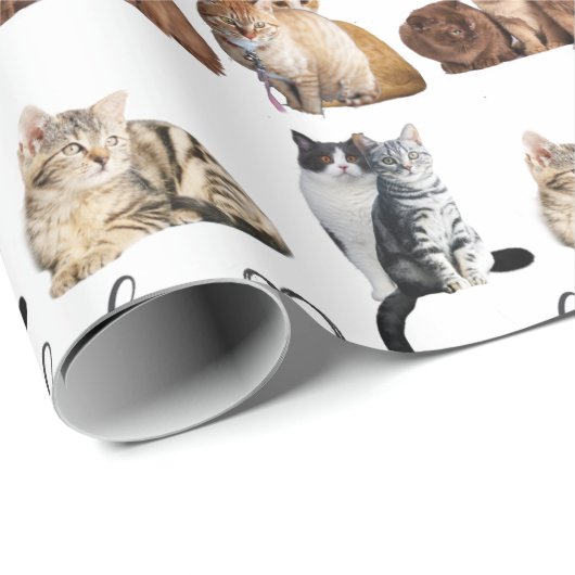 Packung mit Katzen, Funny Cats Geschenkpapier (Rolleneckpunkt)