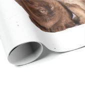 Packung mit Katzen, Funny Cats Geschenkpapier (Rolleneckpunkt)