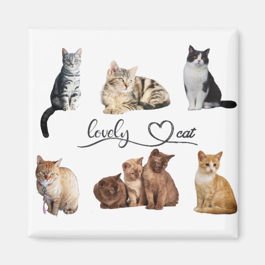 Packung mit Katzen, Funny Cats Magnet (Vorne)