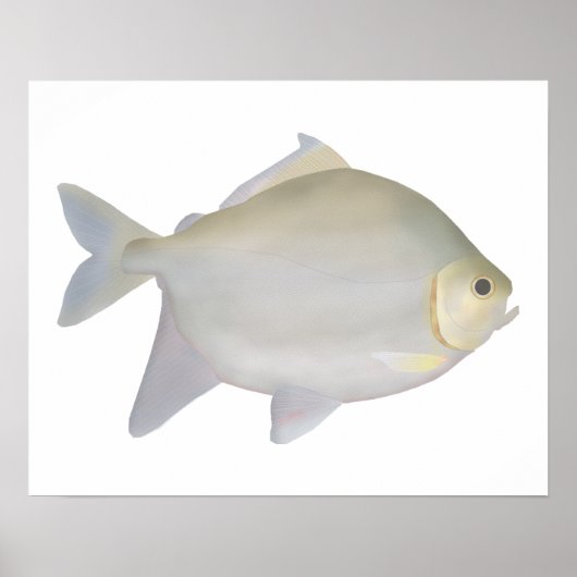 Pacu Murutinga Poster (Vorne)