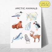 Pädagogisches Poster über Arktische Tiere