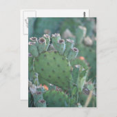 Paddle Cactus Postkarte (Vorne/Hinten)