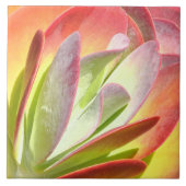 PADDLE PLANT/KALANCHOE/PHOTOG.DIG.EFFEKTS FLIESE (Vorderseite)