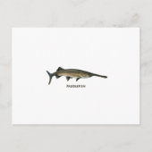 Paddlefisch Postkarte (Vorderseite)