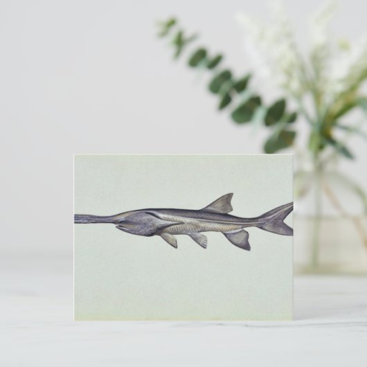 Paddlefisch Postkarte (Stehend Vorderseite)