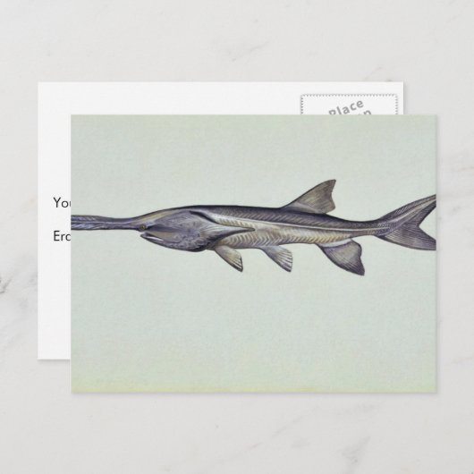 Paddlefisch Postkarte (Vorne/Hinten)