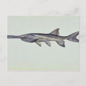 Paddlefisch Postkarte (Vorderseite)