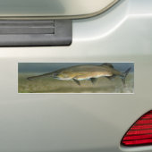 Paddlefish Autoaufkleber (Auf Auto)