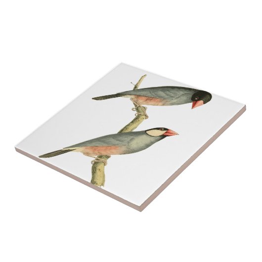Paddy-Vogel, Reisfink oder Java-Sperling-Vogel-Ill Fliese (Seite)