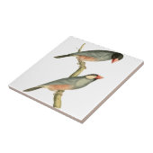 Paddyvogel, Reisvogel oder Java-Spatzen-Vogel Fliese (Seite)