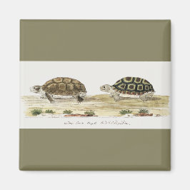 Padloper Tortoise Magnet