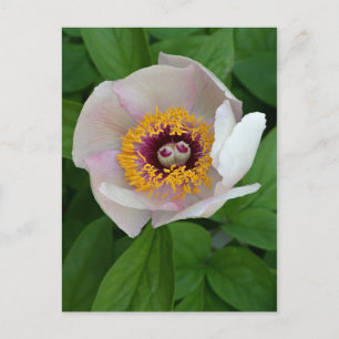 Paeonia Blume Postkarte
